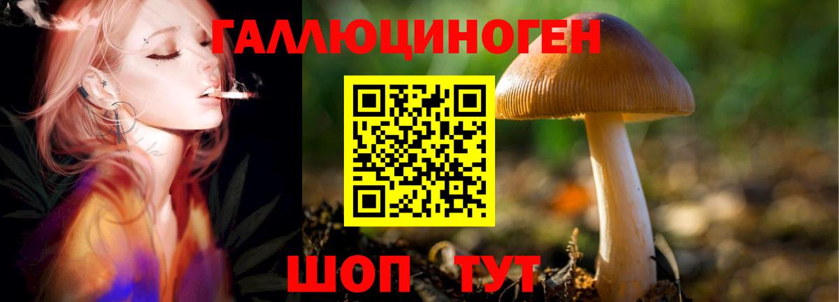 Галлюциногенные грибы Cubensis Урус-Мартан
